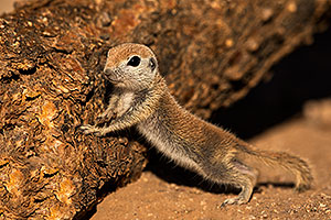 Baby Round Tailed Ground Squirrel by a cholla