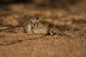 Baby Round Tailed Ground Squirrel play fighting