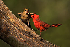 Cardinal male feeding female baby in Green Valley