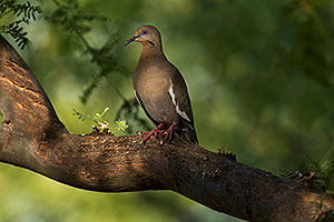 White Winged Dove in Green Valley