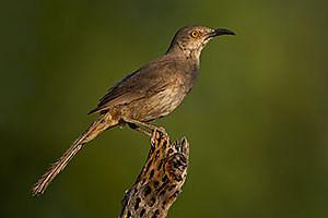 Curved Bill Thrasher in Green Valley