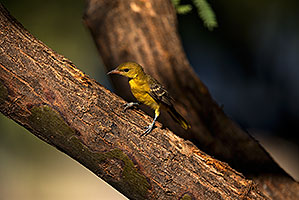 Female Oriole in Green Valley