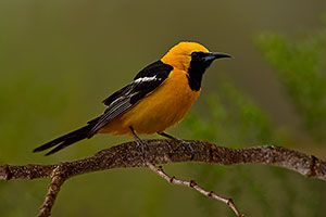 Male Hooded Oriole in Green Valley