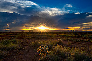 Cholla sunset in Green Valley, Arizona