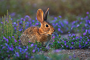 Desert cottontail among spring flowers in Green Valley