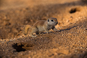 Baby Round Tailed Ground Squirrel in Green Valley