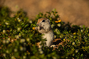 Baby Round Tailed Ground Squirrel in Green Valley