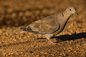 Eurasian Collared Dove in Green Valley