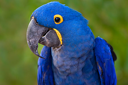 Hyacinth Macaw 