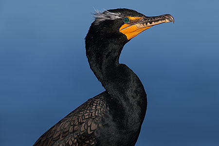 Double Crested Cormorant in breeding plumage in La Jolla, California 