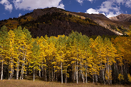 Aspen trees along Red Mountain Pass, Colorado 