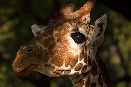 Giraffe at Reid Park Zoo 