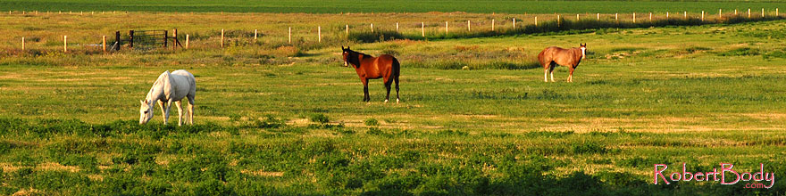 /images/500/2007-07-20-wyo-riv-horses-sp.jpg - #04240: Horses grazing west of Riverton … July 2007 -- Riverton, Wyoming
