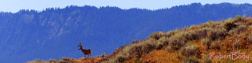 /images/500/2007-07-28-y-deer05-sp.jpg - #04482: Deer in Yellowstone … July 2007 -- Yellowstone, Wyoming