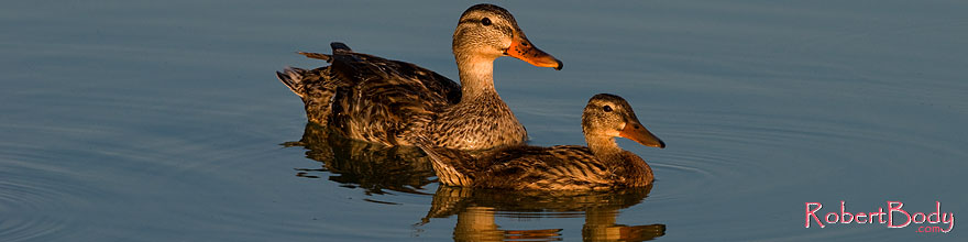 /images/500/2008-07-01-rip-ducks-17120sp.jpg - #05591: Mallard Ducks [females] mother and daughter at Riparian Preserve … June 2008 -- Riparian Preserve, Gilbert, Arizona