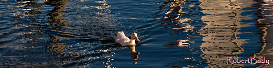 /images/500/2008-11-16-tempe-ducks-48256sp.jpg - #06083: Ducks at Tempe Town Lake … November 2008 -- Tempe Town Lake, Tempe, Arizona