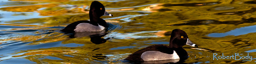 /images/500/2009-01-16-gilbert-free-ducks-76468sp.jpg - #06920: Ring-necked Ducks [males] at Freestone Park … January 2009 -- Freestone Park, Gilbert, Arizona