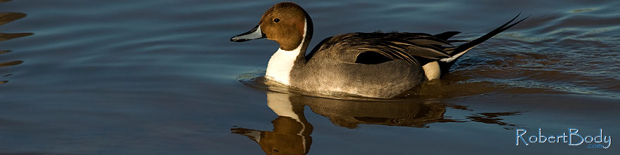 /images/500/2009-01-27-gilb-rip-ducks-81864sp.jpg - #07044: Northern Pintail [male] at Riparian Preserve … January 2009 -- Riparian Preserve, Gilbert, Arizona