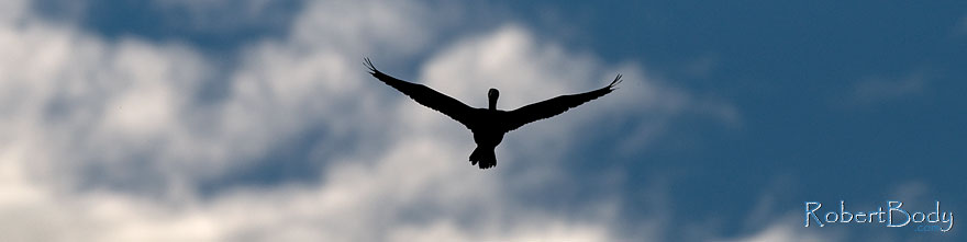 /images/500/2009-02-07-riparian-corm-90068sp.jpg - #07145: Cormorant in flight at Riparian Preserve … February 2009 -- Riparian Preserve, Gilbert, Arizona