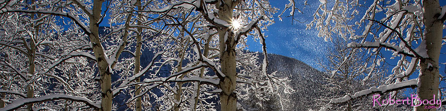/images/500/2011-10-27-maroon-snowy-trees-109547sp.jpg - #09664: Snowy Trees in Maroon Bells, Colorado … October 2011 -- Maroon Bells, Colorado