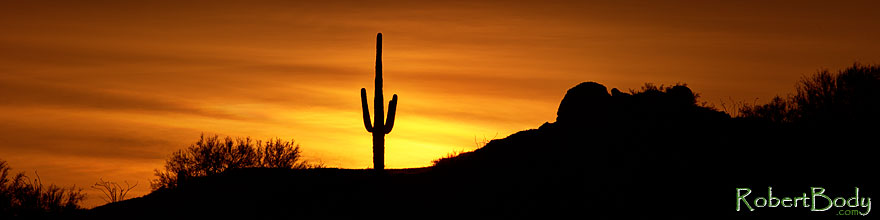 /images/500/2013-05-26-supers-sun-3-4-5-1dx_2562sp.jpg - #11145: Saguaro cactus at sunrise in Superstitions … May 2013 -- Apache Trail Road, Superstitions, Arizona