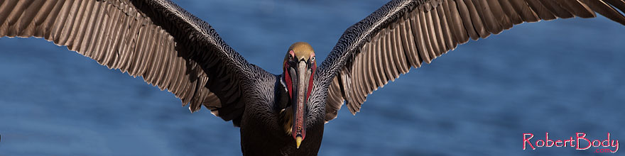 /images/500/2014-01-02-lajolla-pelicans-1x_07361sp.jpg - #11463: Pelican in La Jolla, California … January 2014 -- La Jolla, California