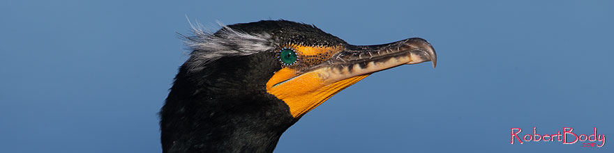 /images/500/2014-01-05-lajolla-cormor-1x_23506sp.jpg - #11519: Double Crested Cormorant in breeding plumage in La Jolla, California … January 2014 -- La Jolla, California