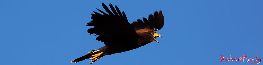 /images/500/2014-06-04-supers-harris-5d3_9191sp.jpg - #11851: Harris Hawk in flight … June 2014 -- Superstitions, Arizona