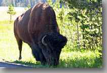 July 23, 2004 ... Yellowstone National Park, Wyoming