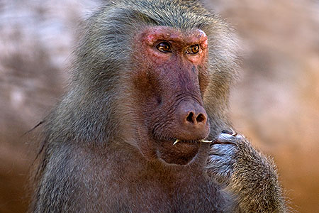Female Baboon 