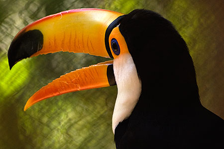 Toucan 