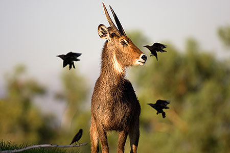 Waterbuck of Phoenix Zoo 