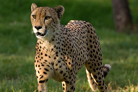 Cheetah 