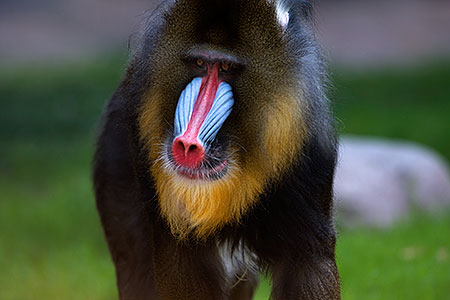 Mandrill [male] 