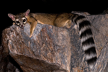 Ringtail at Squaw Peak 