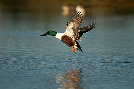 Northern Shoveler at Riparian Preserve 