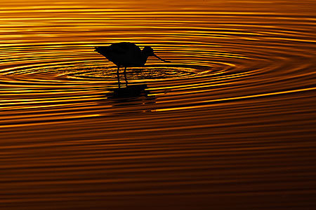Avocet making circular water ripples at Riparian Preserve 