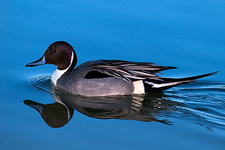 Northern Pintail at Riparian Preserve 