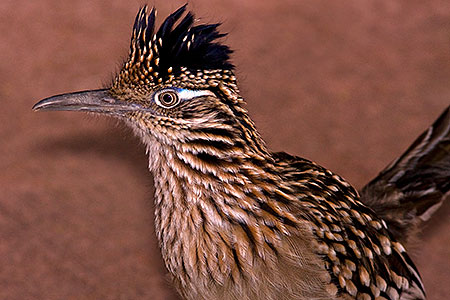 Roadrunner at Phoenix Zoo 