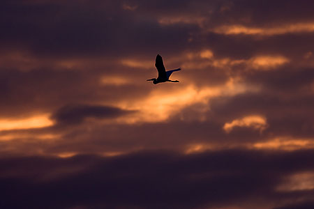Great Egret at Riparian Preserve 