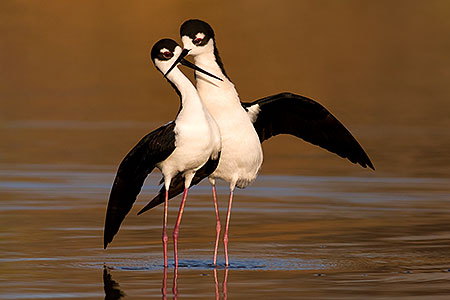 Black Necked Stilts [male right] after mating 