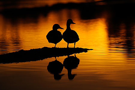 Mallards at sunset at Riparian Preserve 