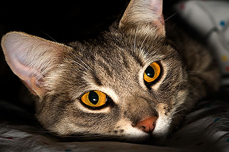 Ella, the loveable stray cat 