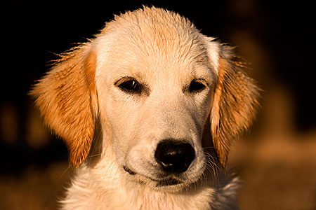 Bella (English Golden Retriever) in late afternoon 