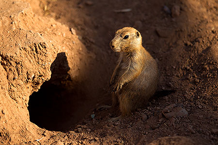 Prairie Dog 