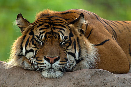 Jai, Sumatran Tiger (6 years old in 2010) 