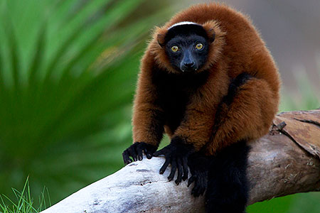 Red ruffed Lemur 