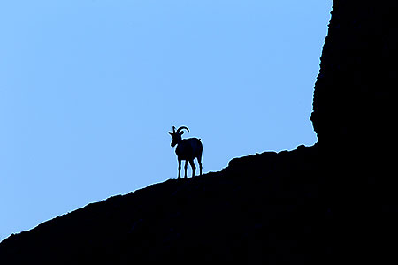 Big Horn Sheep 