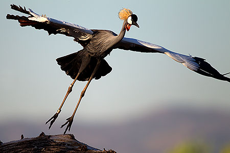 East African Crowned Crane 