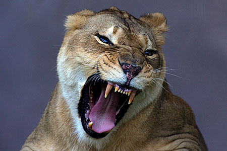 Lioness 